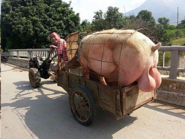 Cybercab Robotaxi China-built Tesla cars secure subsidies mime-attachment