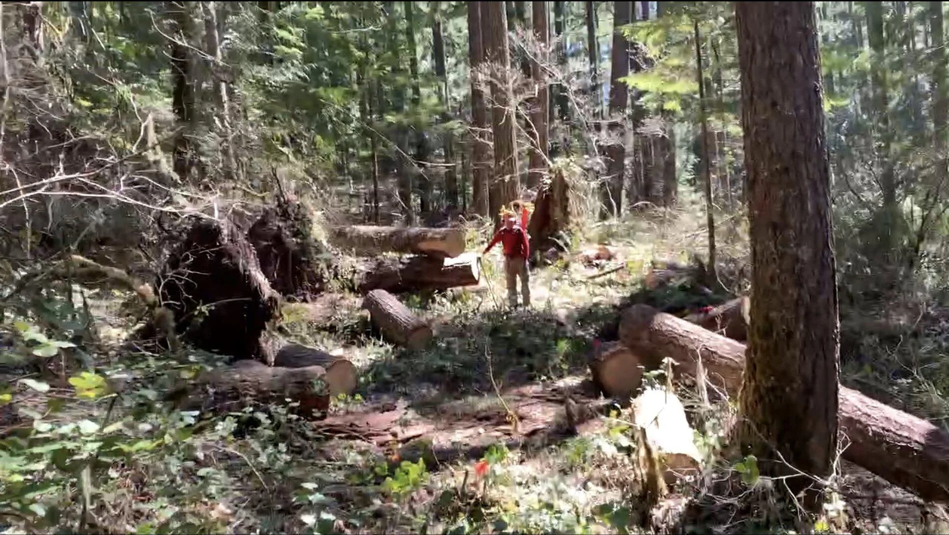 Cybercab Robotaxi California bans gas-powered lawn equipment and other “small off-road engines” 1634068107048